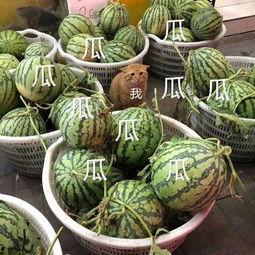 娱乐吃瓜种类